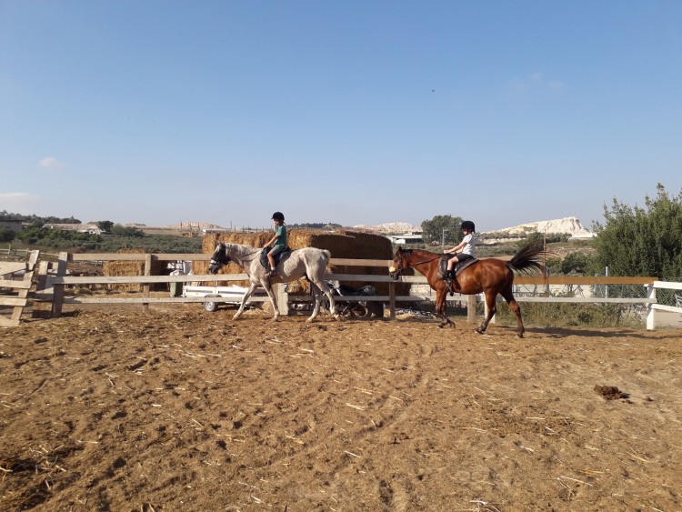 חוות סוסים