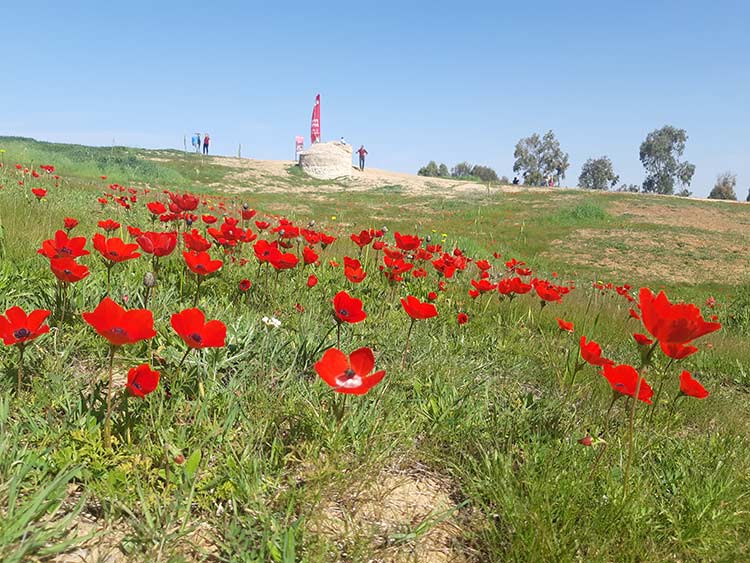 באר מרווה דרום אדום