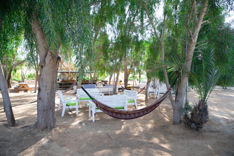 ערסל בין העצים באמצע המדבר