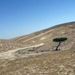 עץ בודד באמצע המדבר בדרך לנחל ערוגות